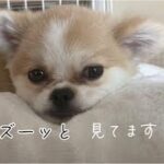 穴が開くほど見つめてくるMIX犬が可愛すぎる