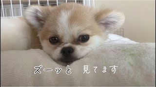 穴が開くほど見つめてくるMIX犬が可愛すぎる