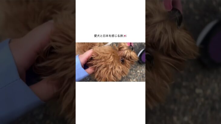 This is Japan #short #shorts #shortvideo #マルプー #maltipoo #犬のいる暮らし #犬 #癒し #dog #犬のいる生活 #maltese