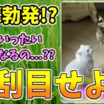 【動物おもしろ】猫・犬・動物の爆笑アフレコ！ハプニングだらけの犬、猫がおもしろすぎた集 Vol.１３