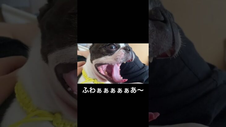 あくびルーティン　#bostonterrier #ボストンテリア #おもしろ動画 #おもしろ犬 #かわいい犬 #ペット動画 #癒し #可愛い #子犬 #いぬのいる生活 #爆笑 #あくび #ルーティン