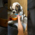 スプーンでご飯を食べるワンコ🐶　#セントバーナード #dog #saintbernard #イヌ #おもしろ動画 #超大型犬　#いぬのきもち #いぬら部 #bigdog