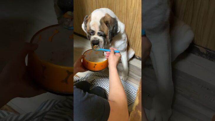 スプーンでご飯を食べるワンコ🐶　#セントバーナード #dog #saintbernard #イヌ #おもしろ動画 #超大型犬　#いぬのきもち #いぬら部 #bigdog