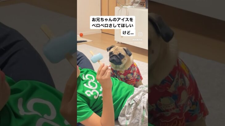 待てる女です私🦭 #パグ #犬 #わんこ動画 #おもしろペット #おもしろ動画 #動物 #pug