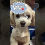 【チワプー　癒しの時間】#犬 #癒し動画 #shorts