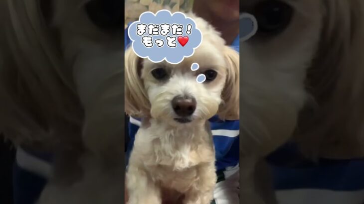 【チワプー　癒しの時間】#犬 #癒し動画 #shorts