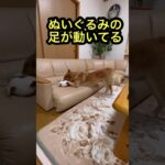 ぬいぐるみで遊ぶ😿 #柴犬もどき#shorts#おもしろ犬#雑種犬