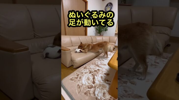 ぬいぐるみで遊ぶ😿 #柴犬もどき#shorts#おもしろ犬#雑種犬