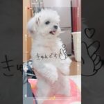 【何もしない犬】ミーアキャット❣️チワマルアッシュ！#shorts #dog #犬 #癒し