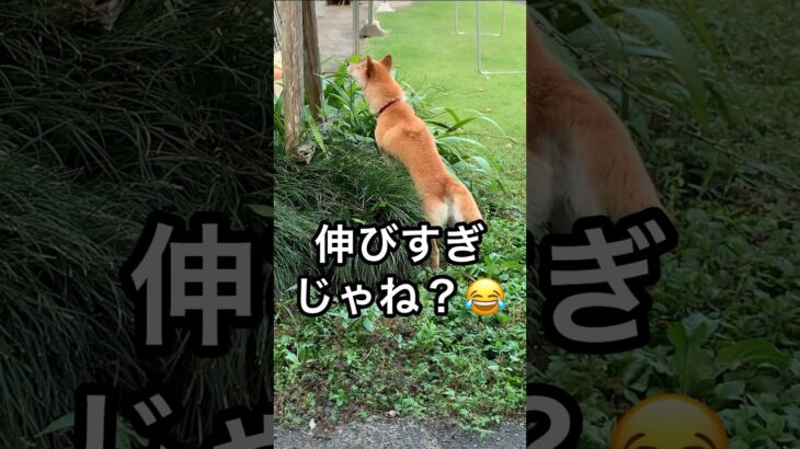 長過ぎる犬がやばい！😂 衝撃の柴犬🐕笑 #shorts #犬 #衝撃 #やばい #柴犬 #おもしろ #dog #shibainu