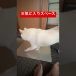 お気に入りスペース　#shorts #柴犬 #子犬 #かわいい #癒やし #shibainu #白柴イッヌ