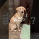 待て。 #愛犬 #犬 #癒し動画 #雑種犬 #保護犬 #面白いペット #シェルター #shortvideo