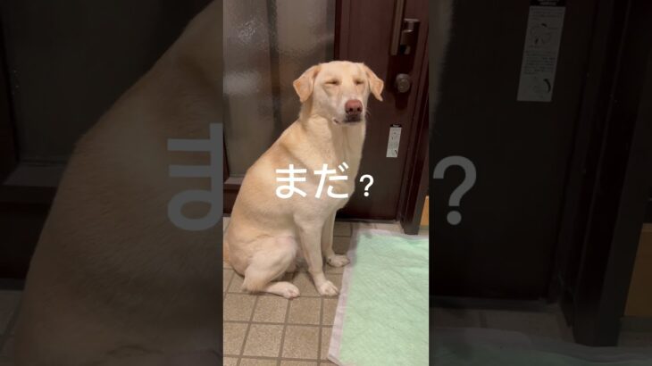 待て。 #愛犬 #犬 #癒し動画 #雑種犬 #保護犬 #面白いペット #シェルター #shortvideo