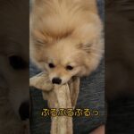 タオル大好き😊#ポメラニアン#犬との暮らし #犬動画 #かわいい犬 #てぃあら