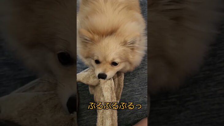 タオル大好き😊#ポメラニアン#犬との暮らし #犬動画 #かわいい犬 #てぃあら