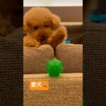 ダッフィー似の犬　#犬 #犬のいる暮らし #犬のいる生活 #トイプードル #おもしろ動画 #癒し動画 #愛犬