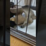 【子犬のお昼寝】#ショート#おすすめ#ポメラニアン#子犬#かわいい犬