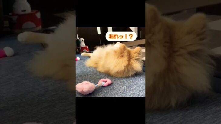 おもちゃ遊び🧸#ポメラニアン#犬との暮らし #犬動画 #かわいい犬 #てぃあら