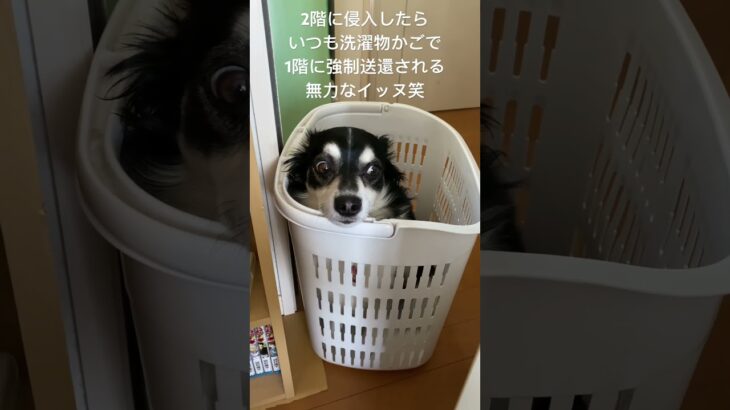 犬　かわいい