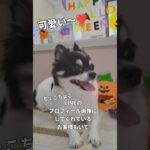 #お犬の美容室くるみ#癒しのワンちゃん#枚方市ドッグサロン