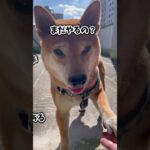 柴犬　お手　何回やらすねん　犬　かわいい　賢い