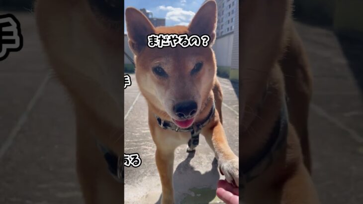 柴犬　お手　何回やらすねん　犬　かわいい　賢い