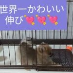 【世界一かわいい伸び】#子犬#ポメラニアン #かわいい#ポメラニアンのいる生活 #おすすめ#いぬ