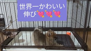 【世界一かわいい伸び】#子犬#ポメラニアン #かわいい#ポメラニアンのいる生活 #おすすめ#いぬ