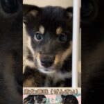 【柴犬】遊んでほしい要求が激しい黒柴の子犬【かわいい】