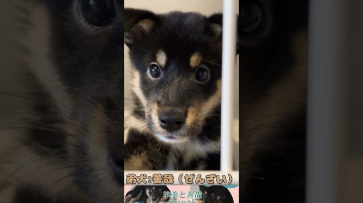 【柴犬】遊んでほしい要求が激しい黒柴の子犬【かわいい】