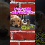 【動物おもしろ】爆笑動物アフレコ🤣あり得ないことをする犬、猫・おもしろ犬、猫・ハプニング集19-12　#shorts #ストレス発散 #おもしろネタ