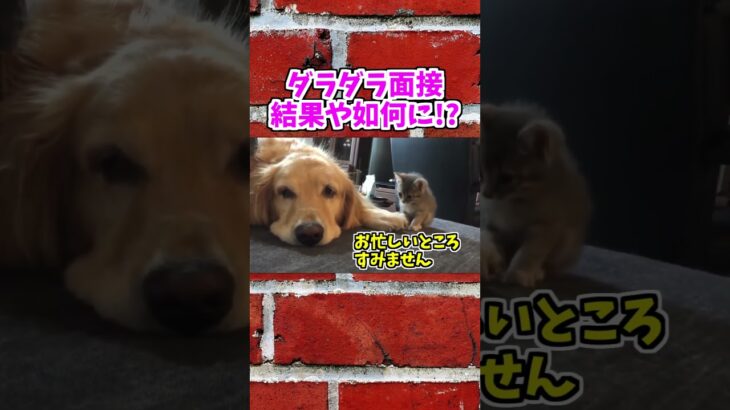 【動物おもしろ】爆笑動物アフレコ🤣あり得ないことをする犬、猫・おもしろ犬、猫・ハプニング集19-12　#shorts #ストレス発散 #おもしろネタ