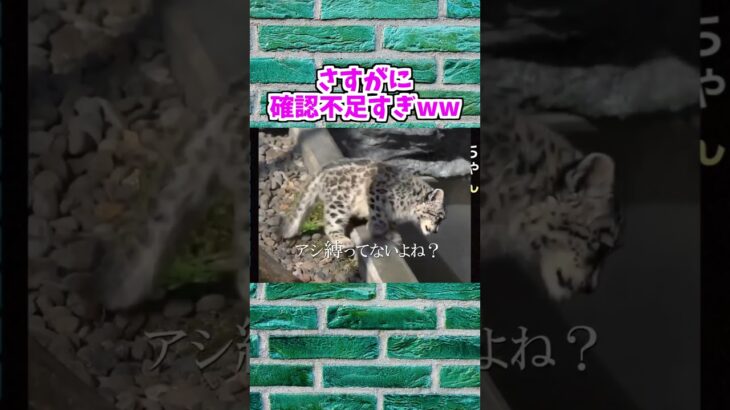 【動物おもしろ】爆笑動物アフレコ🤣あり得ないことをする犬、猫・おもしろ犬、猫・ハプニング集19-18　#shorts #ストレス発散 #おもしろネタ