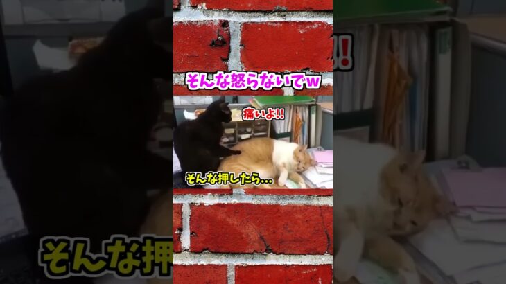 【動物おもしろ】爆笑動物アフレコ🤣あり得ないことをする犬、猫・おもしろ犬、猫・ハプニング集19-22　#shorts #ストレス発散 #おもしろネタ