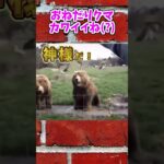 【動物おもしろ】爆笑動物アフレコ🤣あり得ないことをする犬、猫・おもしろ犬、猫・ハプニング集19-2　#shorts #ストレス発散 #おもしろネタ