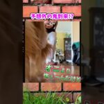 【動物おもしろ】爆笑動物アフレコ🤣あり得ないことをする犬、猫・おもしろ犬、猫・ハプニング集19-4　#shorts #ストレス発散 #おもしろネタ