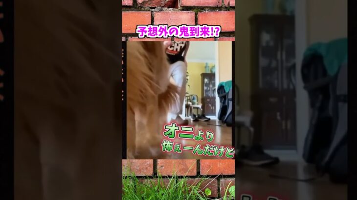 【動物おもしろ】爆笑動物アフレコ🤣あり得ないことをする犬、猫・おもしろ犬、猫・ハプニング集19-4　#shorts #ストレス発散 #おもしろネタ