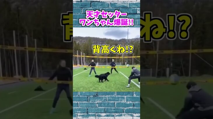 【動物おもしろ】爆笑動物アフレコ🤣あり得ないことをする犬、猫・おもしろ犬、猫・ハプニング集19-6　#shorts #ストレス発散 #おもしろネタ