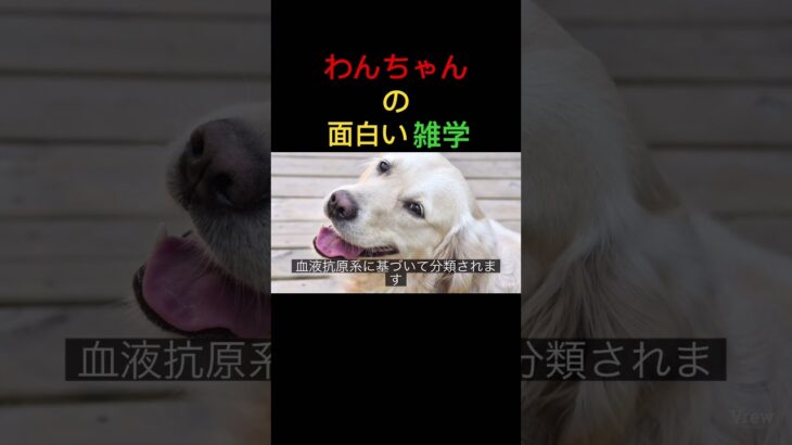 【犬の雑学20選】驚きの犬の秘密と面白い事実！#犬 #short #雑学 #おもしろ