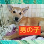 【里親募集】野犬子犬の里親募集、かわいいだけではお迎えできません【長崎県大村市】2023年10月6日#保護犬#野犬#里親