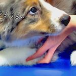 子犬の甘え声・鳴き声が悶絶級 かわいい【生後2ヶ月】a puppy barking Border Collie