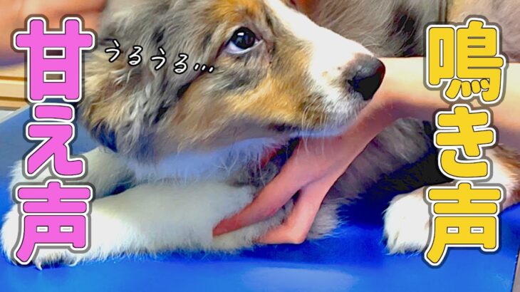 子犬の甘え声・鳴き声が悶絶級 かわいい【生後2ヶ月】a puppy barking Border Collie