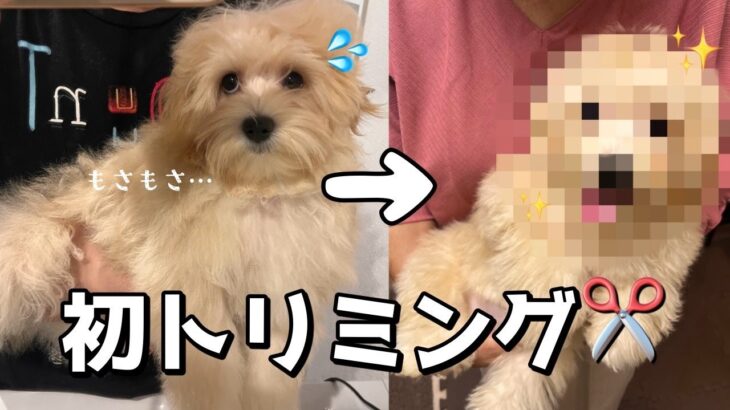 【お迎え後のマルプー】生後4ヵ月の子犬、我が家の子犬なの？初トリミングで驚きの変身！