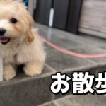 【お迎え後のマルプー】生後5ヵ月の子犬、緊張のお散歩デビュー。ドキドキする姿が愛おしすぎる。