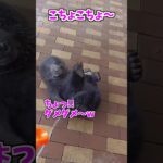 【動物おもしろ】爆笑動物アフレコ🤣あり得ないことをする犬、猫・おもしろ犬、猫・ハプニング集8.5-58　#shorts #ストレス発散 #おもしろネタ