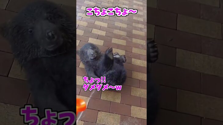 【動物おもしろ】爆笑動物アフレコ🤣あり得ないことをする犬、猫・おもしろ犬、猫・ハプニング集8.5-58　#shorts #ストレス発散 #おもしろネタ