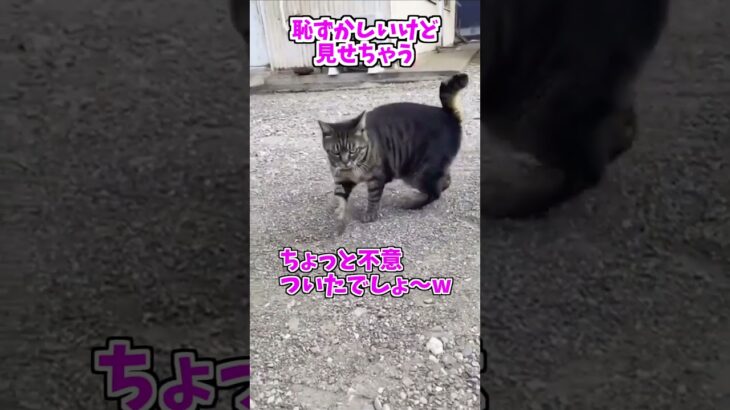 【動物おもしろ】爆笑動物アフレコ🤣あり得ないことをする犬、猫・おもしろ犬、猫・ハプニング集8.5-60　#shorts #ストレス発散 #おもしろネタ