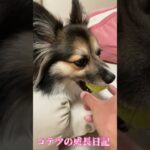 終わり方が気持ちいい動画　A video with a nice ending #犬 #cute #dog #개 #ミックス犬 #かわいい #パピコーギー #pet #犬のいる暮らし