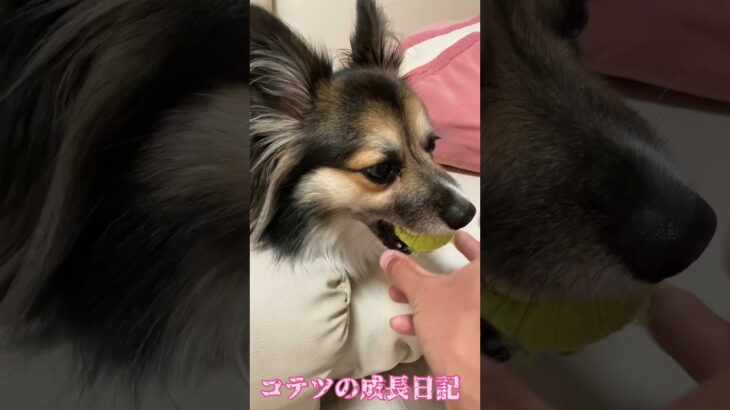 終わり方が気持ちいい動画　A video with a nice ending #犬 #cute #dog #개 #ミックス犬 #かわいい #パピコーギー #pet #犬のいる暮らし