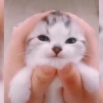 おもしろ動物:犬と猫  Funny Animal Videos:dog and cat  也做动物:狗和猫